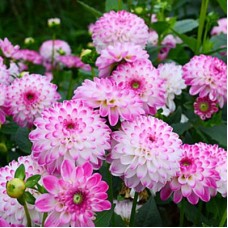 Георгина Декоративная Пинк Иса