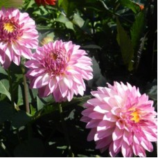 Георгина Декоративная Принцесс Летиция