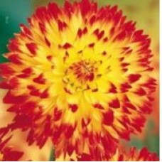 Георгина Декоративная Просьон Георгина Декоративная Просьон