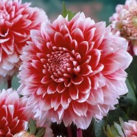 Георгина Декоративная Ред энд Вайт Фубуки Георгина Декоративная Ред энд Вайт Фубуки