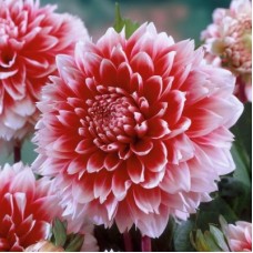 Георгина Декоративная Ред энд Вайт Фубуки Георгина Декоративная Ред энд Вайт Фубуки