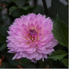 Георгина Декоративная Сакура Фубуки Георгина Декоративная Сакура Фубуки