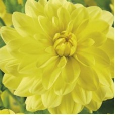 Георгина Декоративная Сан Леди Георгина Декоративная Сан Леди