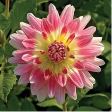 Георгина Декоративная Сансет Тропикэл Георгина Декоративная Сансет Тропикэл