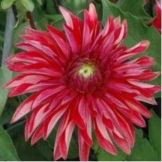 Георгина Декоративная Селина Георгина Декоративная Селина