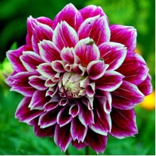 Георгина Декоративная Си Вуд Глори Георгина Декоративная Си Вуд Глори