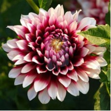 Георгина Декоративная Сидлер Штольце Георгина Декоративная Сидлер Штольце