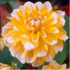 Георгина Декоративная Сиэттл Георгина Декоративная Сиэттл