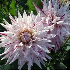 Георгина Декоративная Сити микс Георгина Декоративная Сити микс