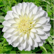 Георгина Декоративная Сноукэп Георгина Декоративная Сноукэп