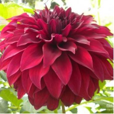 Георгина Декоративная Спартак Георгина Декоративная Спартак