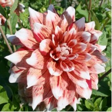 Георгина Декоративная Страйпт Дуэт Георгина Декоративная Страйпт Дуэт