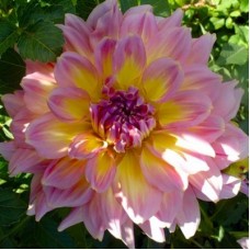 Георгина Декоративная Строберри Айс Георгина Декоративная Строберри Айс