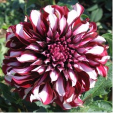 Георгина Декоративная Тартан Георгина Декоративная Тартан