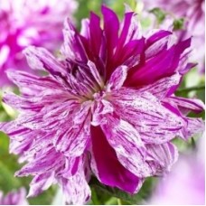 Георгина Декоративная Тайхейо Георгина Декоративная Тайхейо