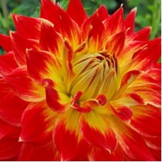 Георгина Декоративная Тайлер Джеймс Георгина Декоративная Тайлер Джеймс