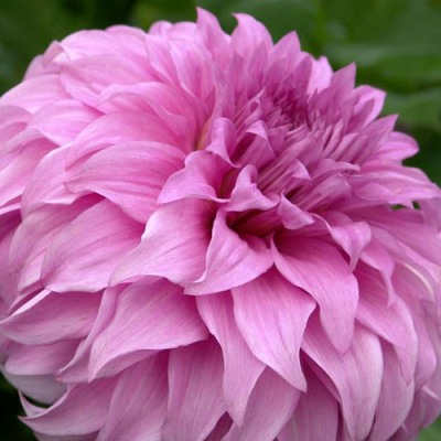 Георгина Декоративная Вассио Меггос Георгина Декоративная Вассио Меггос