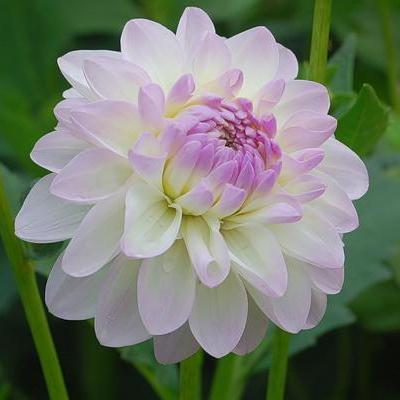 Георгина Декоративная Виттем Георгина Декоративная Виттем