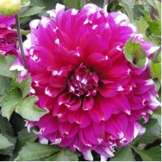 Георгина Декоративная Ярра Фоллс Георгина Декоративная Ярра Фоллс