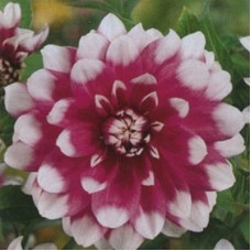 Георгина Декоративная Жан Мари