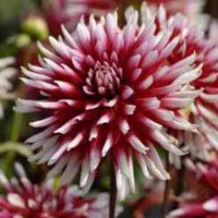 Георгина Кактусовая Фриколе Георгина Кактусовая Фриколе