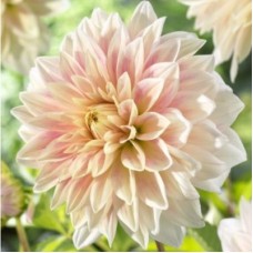 Георгина Крупноцветковая Айс Кьюб Георгина Крупноцветковая Айс Кьюб