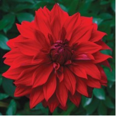 Георгина Крупноцветковая Бейбилон Георгина Крупноцветковая Бейбилон