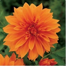 Георгина Крупноцветковая Биг Бразэ Георгина Крупноцветковая Биг Бразэ