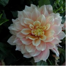 Георгина Крупноцветковая Брейк Аут Георгина Крупноцветковая Брейк Аут