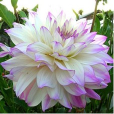 Георгина Крупноцветковая Фернклиф Иллюжн Георгина Крупноцветковая Фернклиф Иллюжн