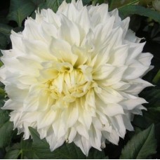 Георгина Крупноцветковая Флёрэл Георгина Крупноцветковая Флёрэл