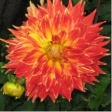 Георгина Крупноцветковая Фрост Нип Георгина Крупноцветковая Фрост Нип