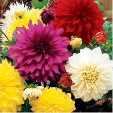 Георгина Крупноцветковая Фрути колор микс Георгина Крупноцветковая Фрути колор микс