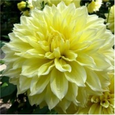 Георгина Крупноцветковая Келвин Фладлайт Георгина Крупноцветковая Келвин Фладлайт