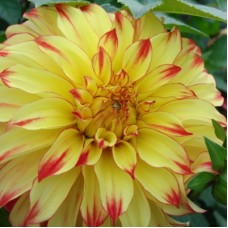 Георгина Крупноцветковая Леди Дарлин Георгина Крупноцветковая Леди Дарлин