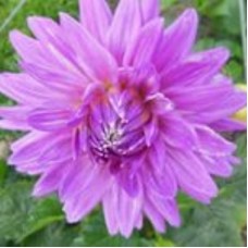 Георгина Крупноцветковая Левендэ Раффлз Георгина Крупноцветковая Левендэ Раффлз