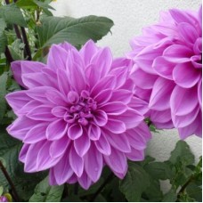 Георгина Крупноцветковая Лилэк Тайм&Флёрэл Георгина Крупноцветковая Лилэк Тайм&Флёрэл