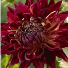 Георгина Крупноцветковая Манхеттен Айленд Георгина Крупноцветковая Манхеттен Айленд