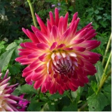 Георгина Крупноцветковая Мэджик Санрайз Георгина Крупноцветковая Мэджик Санрайз