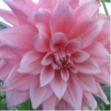 Георгина Крупноцветковая Отто'с Фрилл Георгина Крупноцветковая Отто'с Фрилл