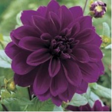 Георгина Крупноцветковая Томас Эдисон Георгина Крупноцветковая Томас Эдисон