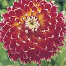 Георгина Крупноцветковая Ванкувер Георгина Крупноцветковая Ванкувер