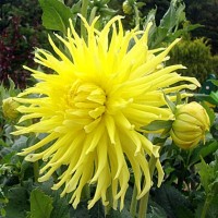 Георгина Полукактусовая Кеннемерланд Георгина Полукактусовая Кеннемерланд