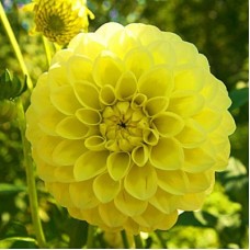 Георгина Помпонная Дипест Йеллоу Георгина Помпонная Дипест Йеллоу