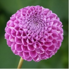 Георгина Помпонная Франц Кафка Георгина Помпонная Франц Кафка