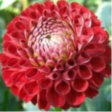 Георгина Помпонная Глоу Георгина Помпонная Глоу