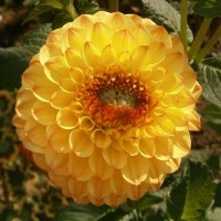 Георгина Помпонная Голден Септер Георгина Помпонная Голден Септер