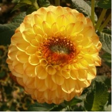 Георгина Помпонная Голден Септер Георгина Помпонная Голден Септер