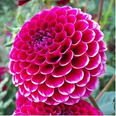 Георгина Помпонная Литтл Уилльям Георгина Помпонная Литтл Уилльям