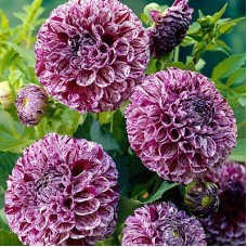 Георгина Помпонная Мабл Болл Георгина Помпонная Мабл Болл